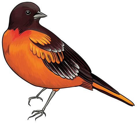 clipart of bird|free printable images of birds.